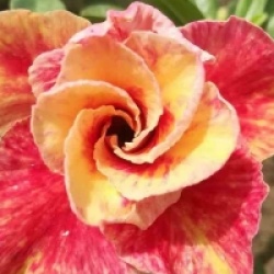 Rose du d�sert Mannakan