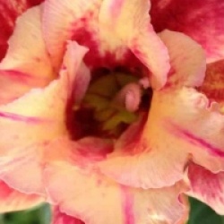 Rose du d�sert Maree R