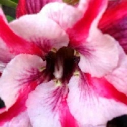 Adenium obesum 'Mee-tang'
