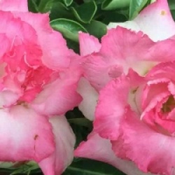 Adenium obesum 'Missteen'