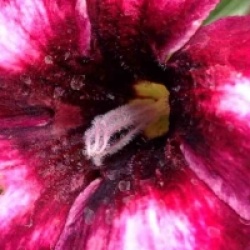 Adenium obesum 'Mongo Steen'