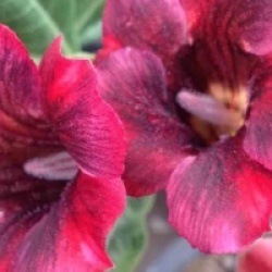 Adenium obesum 'Mongo Steen'