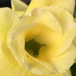 Adenium obesum 'Moon Light'