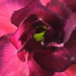 Rose du d�sert Muang Dang