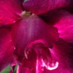 Adenium obesum 'Muang Dang'