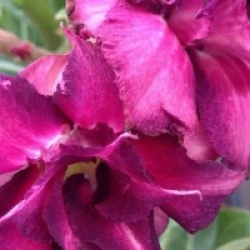 Rose du d�sert Muang Monkon