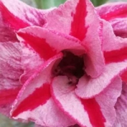 Adenium obesum 'Muang PP'