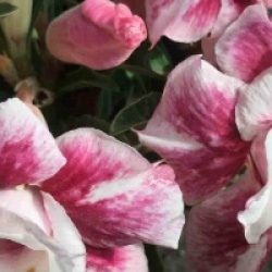 Adenium obesum 'Muang Prasertsri'