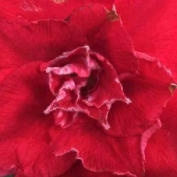 Rose du d�sert Nakarad Red