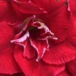 Adenium obesum 'Nakarad Red'
