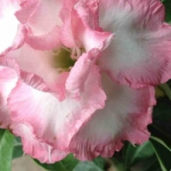Adenium obesum 'Namwan' - Rose du d�sert Namwan