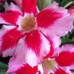 Adenium obesum 'Neostar'