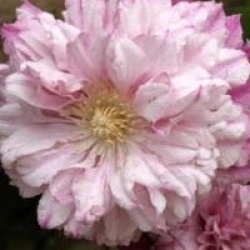 Clematis 'Patricia Ann Fretwell'