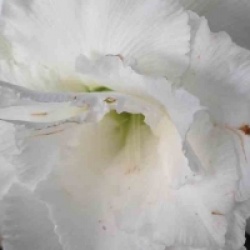 Rose du d�sert Numchok White