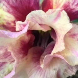 Adenium obesum 'Of Love' - Rose du d�sert Of Love