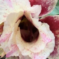 Adenium obesum 'Of Love'