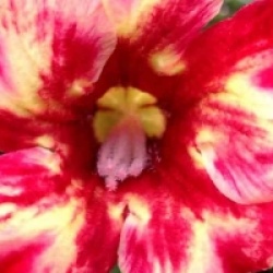 Adenium obesum 'Orange Juice' - Rose du d�sert Orange Juice