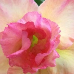 Adenium obesum 'Peach' - Rose du d�sert Peach