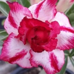 Adenium obesum 'Phet Mongkon'