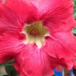 Adenium obesum 'Phubet Red' - Rose du d�sert Phubet Red