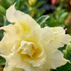 Adenium obesum 'Pie Apple' - Rose du d�sert Pie Apple