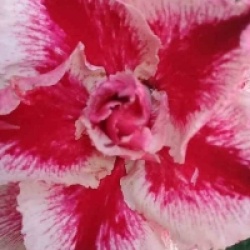 Rose du d�sert Pink Lady