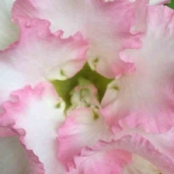 Adenium obesum 'Pinky Pie' - Rose du d�sert Pinky Pie