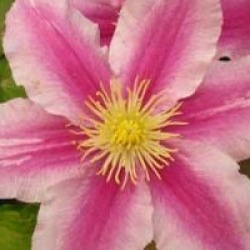 Cl�matite � grandes fleurs Piilu