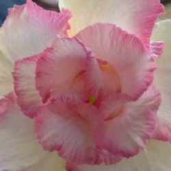 Adenium obesum 'Pinky Pie'
