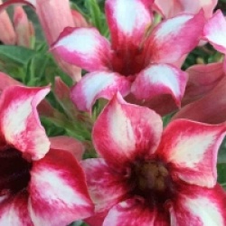 Adenium obesum 'Pornteva'