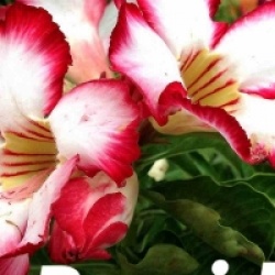 Rose du d�sert Posaidon