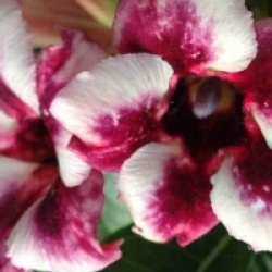 Adenium obesum 'Prakay Muang' - Rose du d�sert Prakay Muang