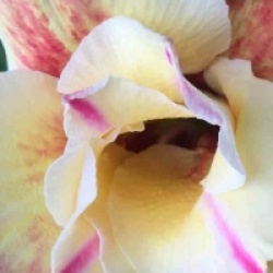 Adenium obesum 'Prarod Meri' - Rose du d�sert Prarod Meri