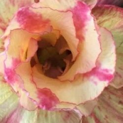 Adenium obesum 'Prarod Meri'