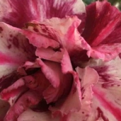 Adenium obesum 'Purple Rain'