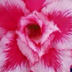 Rose du d�sert Rainbow