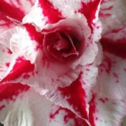 Adenium obesum 'Rung Nirun'