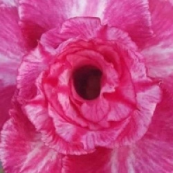 Adenium obesum 'Rung Taveesap'