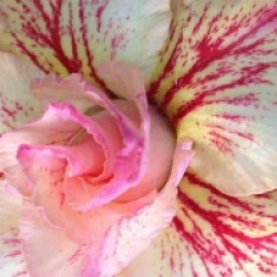 Rose du d�sert Ruong Thong