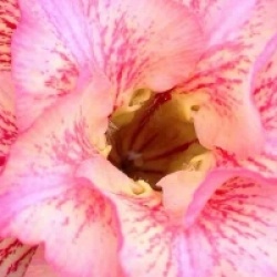 Adenium obesum 'Ruong Thong'