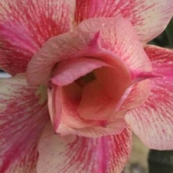 Adenium obesum 'Sai Thong'