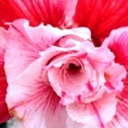 Adenium obesum 'Sap Som Boon'