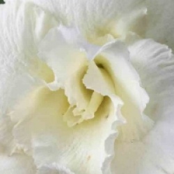 Adenium obesum 'Sapjarean Yellow' - Rose du d�sert Sapjarean Yellow