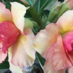 Adenium obesum 'Sherbet' - Rose du d�sert Sherbet
