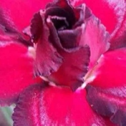 Adenium obesum 'Sing Black' - Rose du d�sert Sing Black