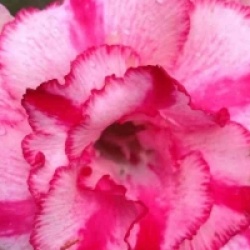 Adenium obesum 'Soisawan' - Rose du d�sert Soisawan