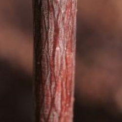 Acer davidii 'Cascade'