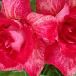 Rose du d�sert Som Shogune