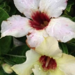 Rose du d�sert Summer Snow