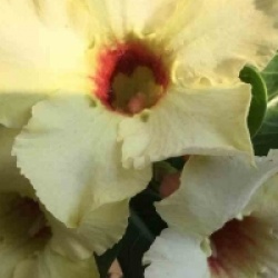 Adenium obesum 'Summer Snow'